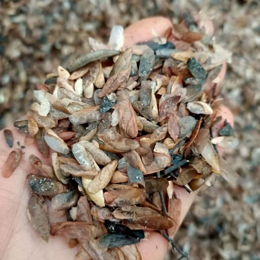 阳朔县香椿种子 今年新鲜的红油香椿种子