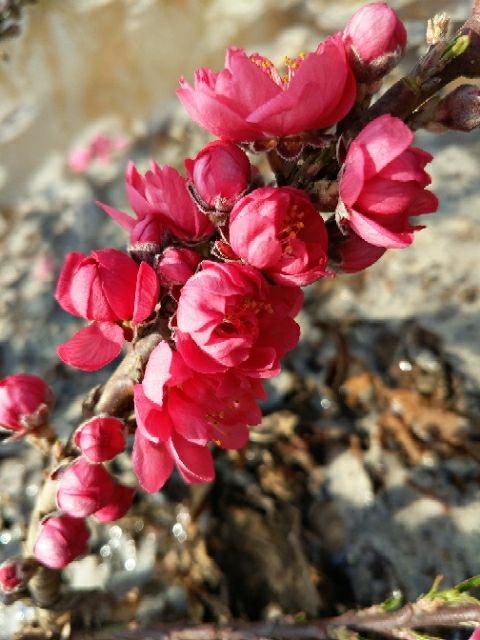 自家种植的桃梅，5年树苗，一手货源价格实惠