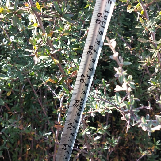 盐源县火棘盆栽 出售火棘苗数量100万棵