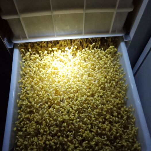 乐山黄豆芽 