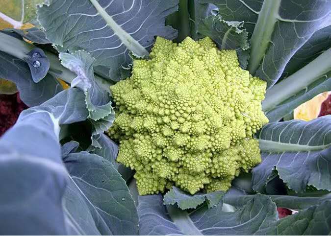 夏邑县苦菊 宝塔花