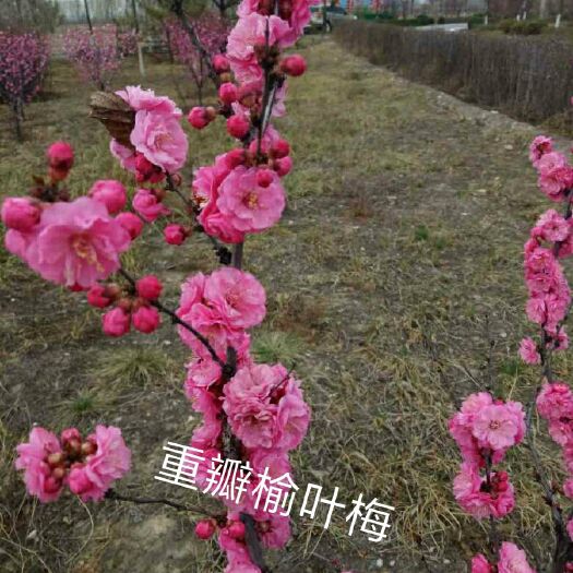 开原市榆叶梅  绿叶榆叶梅  红叶榆叶梅，扦插小苗 工程苗