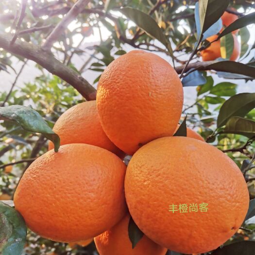 云阳塔罗科血橙 血橙  云阳纽荷尔