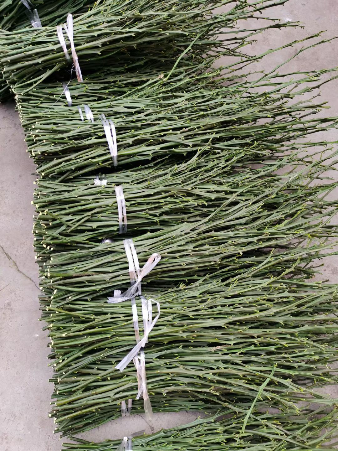 黄美人柑橘枝条  黄美人柑桔，枝条，品种来源于日本爱媛县2021年最火曝的品种