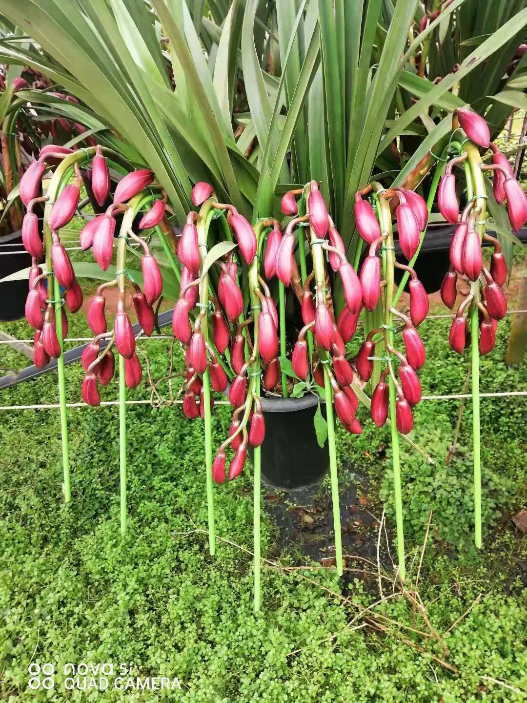 大花惠兰 云南省大花卉兰种植基地批发