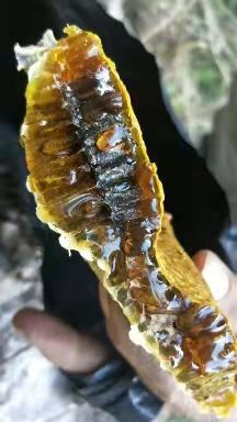 来宾野蜂蜜，广西十万大山里的深山蜂蜜，可以单购一瓶