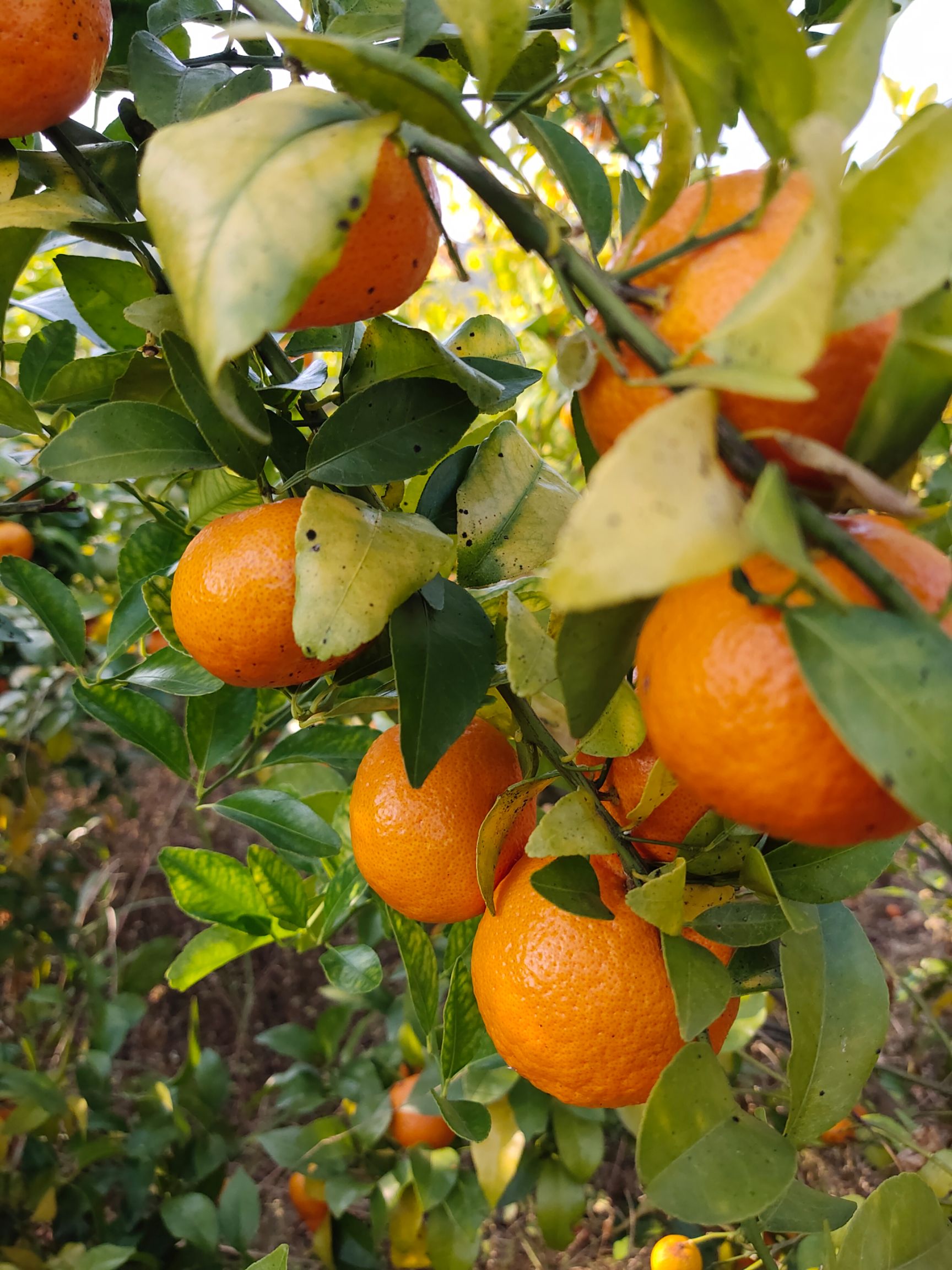 沙糖桔  整个果园一次性出售  欢迎前来订购