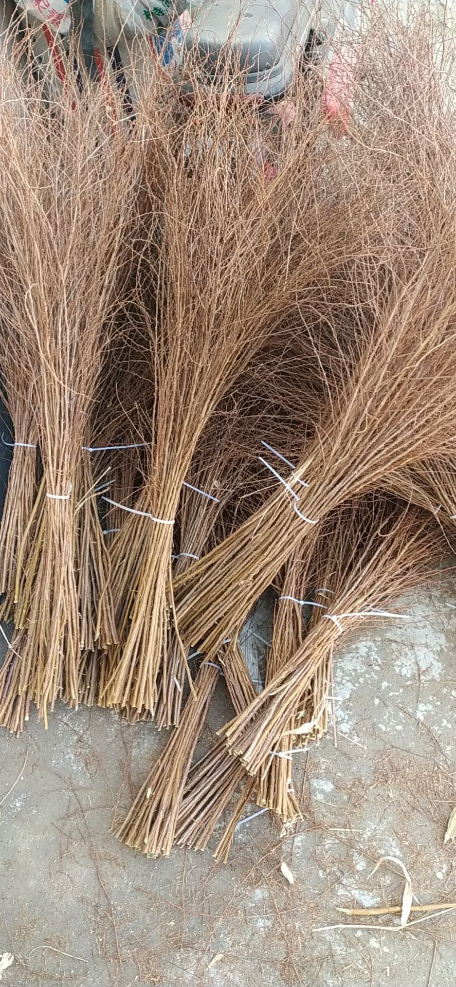 产地直发  干枝雪柳 喷雪花   水插花 珍珠绣线菊