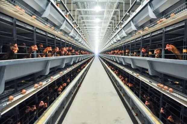 小层叠蛋鸡笼欢迎咨询