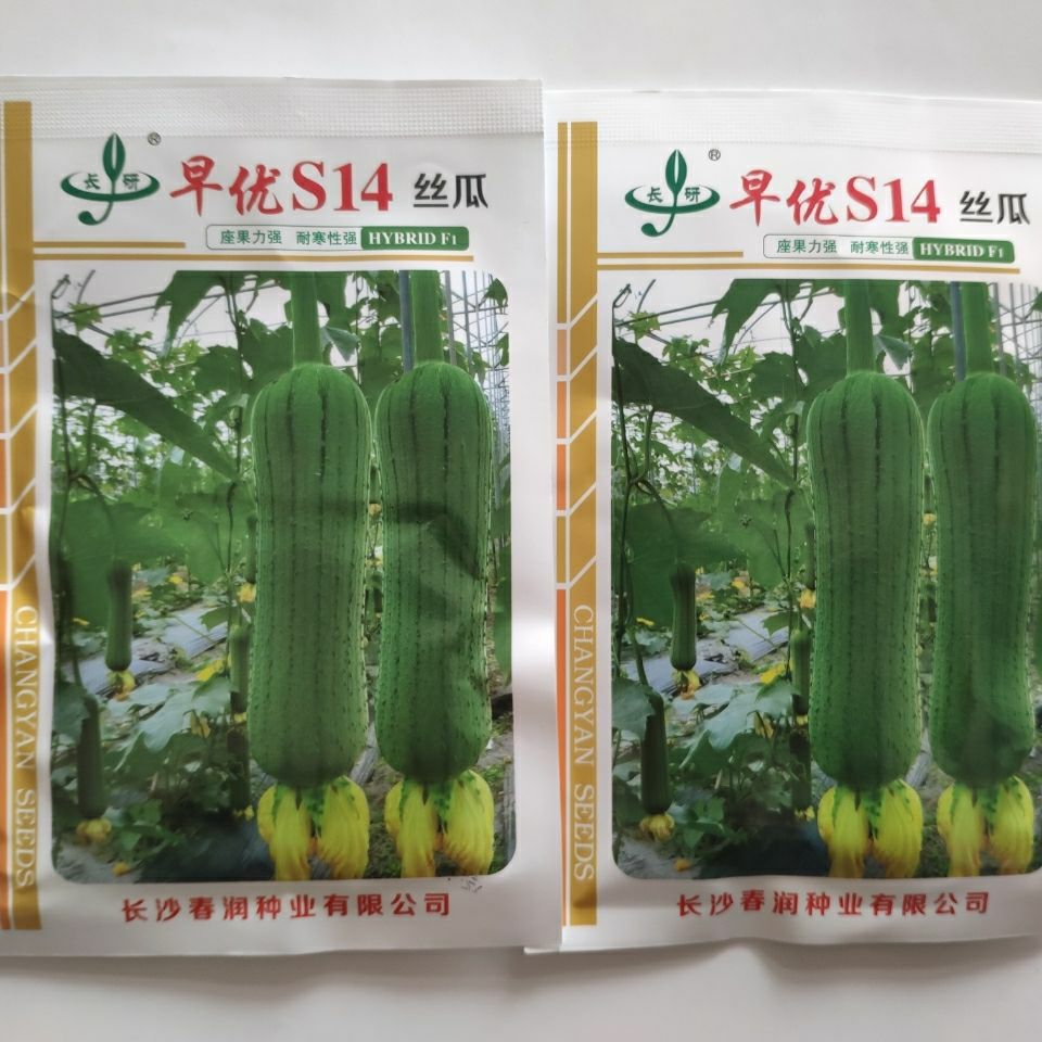 亚华短棒 早优S14丝瓜种子早熟蔬菜种子大田 绿色披白霜耐寒