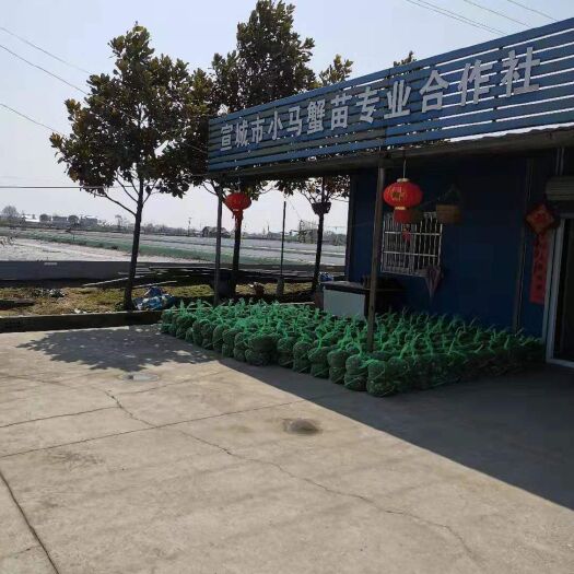 宣城大闸蟹苗  大母本，质量好