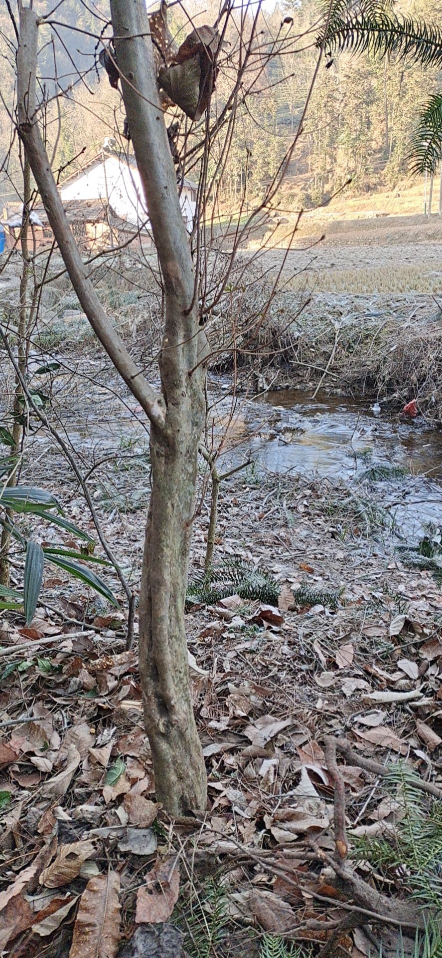 杜鹃 大山的映山红
