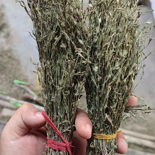 芒市独脚柑 精品独脚金