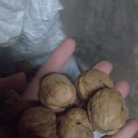 丹凤县陕南老树薄皮核桃