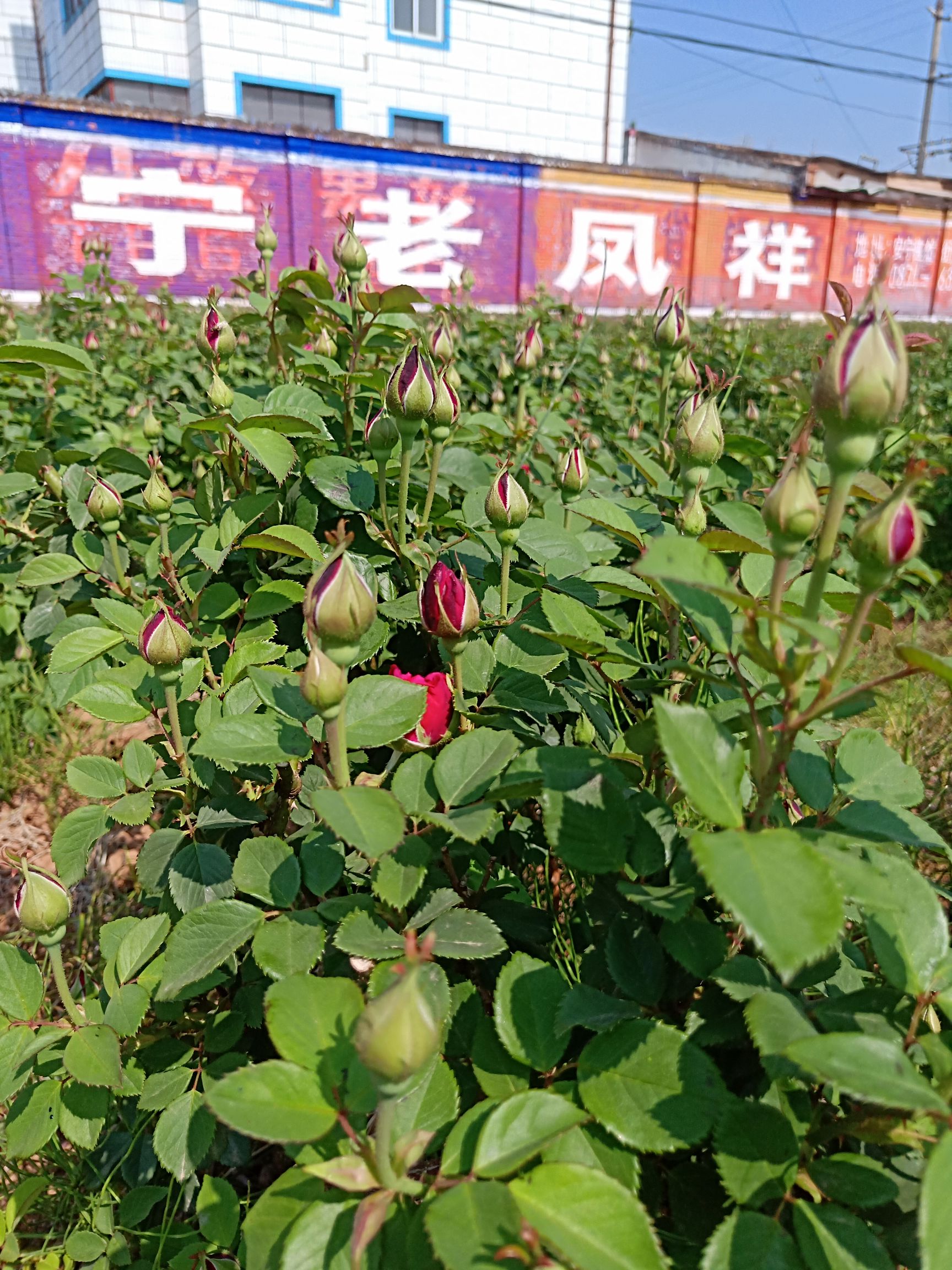 食用玫瑰:滇红云南昆明基地直销