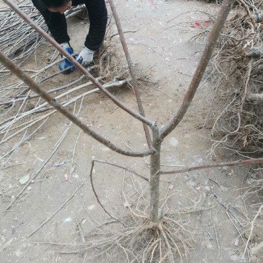 苍溪县矮化樱桃苗 樱桃，红灯笼，车厘子，马兰红，乌克兰，黑珍珠，