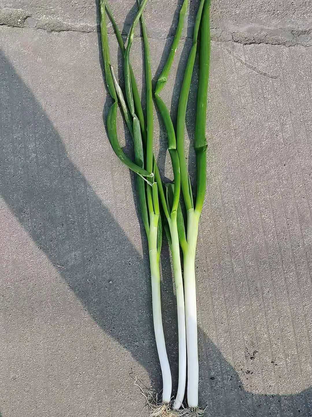 大葱基地直供可毛葱可净葱去尾