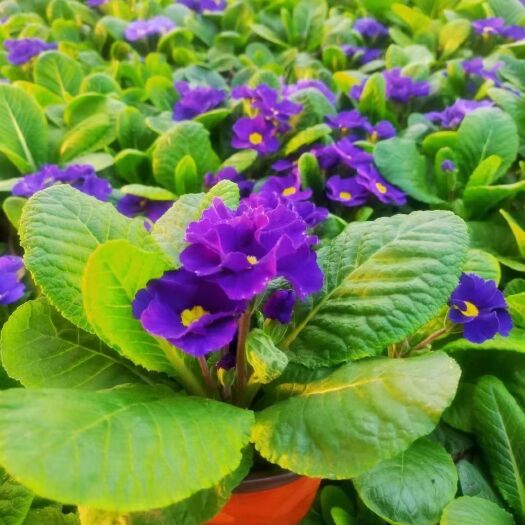 青州市报春花种子 报春花批发销售基地，山东报春花种植基地