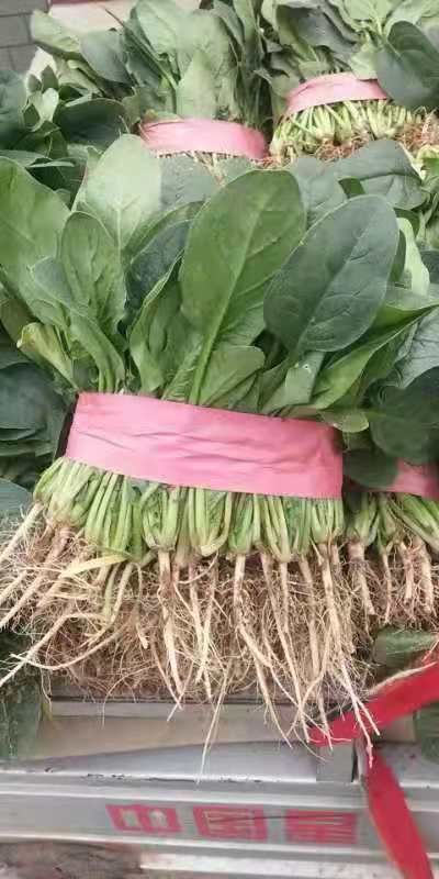小叶菠菜 菠菜大量上市中，