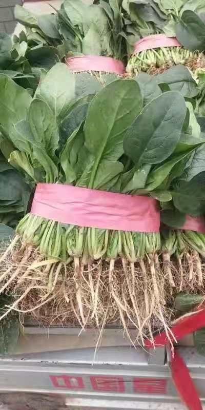 滑县小叶菠菜 菠菜大量上市中，