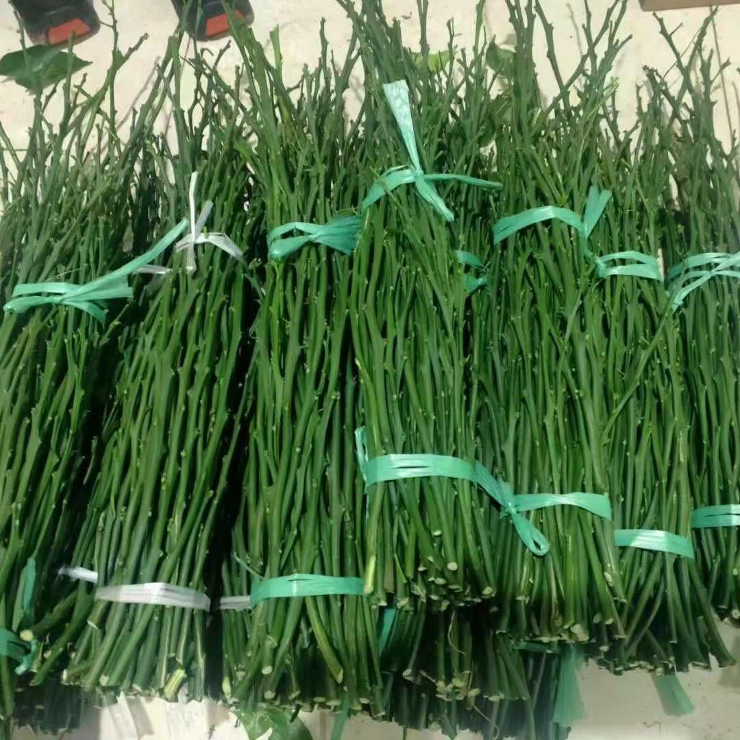 黄美人柑橘枝条  黄美人柑桔，枝条，品种来源于日本爱媛县2021年最火曝的品种