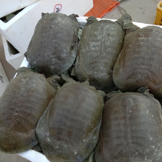 南丰县生态甲鱼 