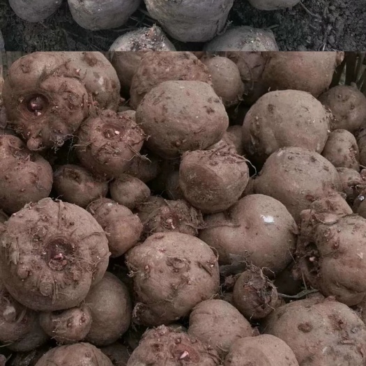 富源县 基地精品魔芋种子，需要的老板联系我