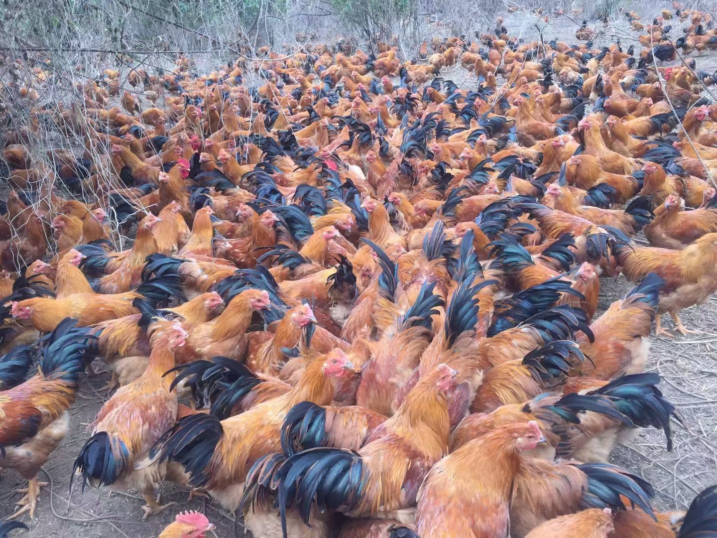 阉鸡 园丰土阉7000羽，138日龄，5.12斤，