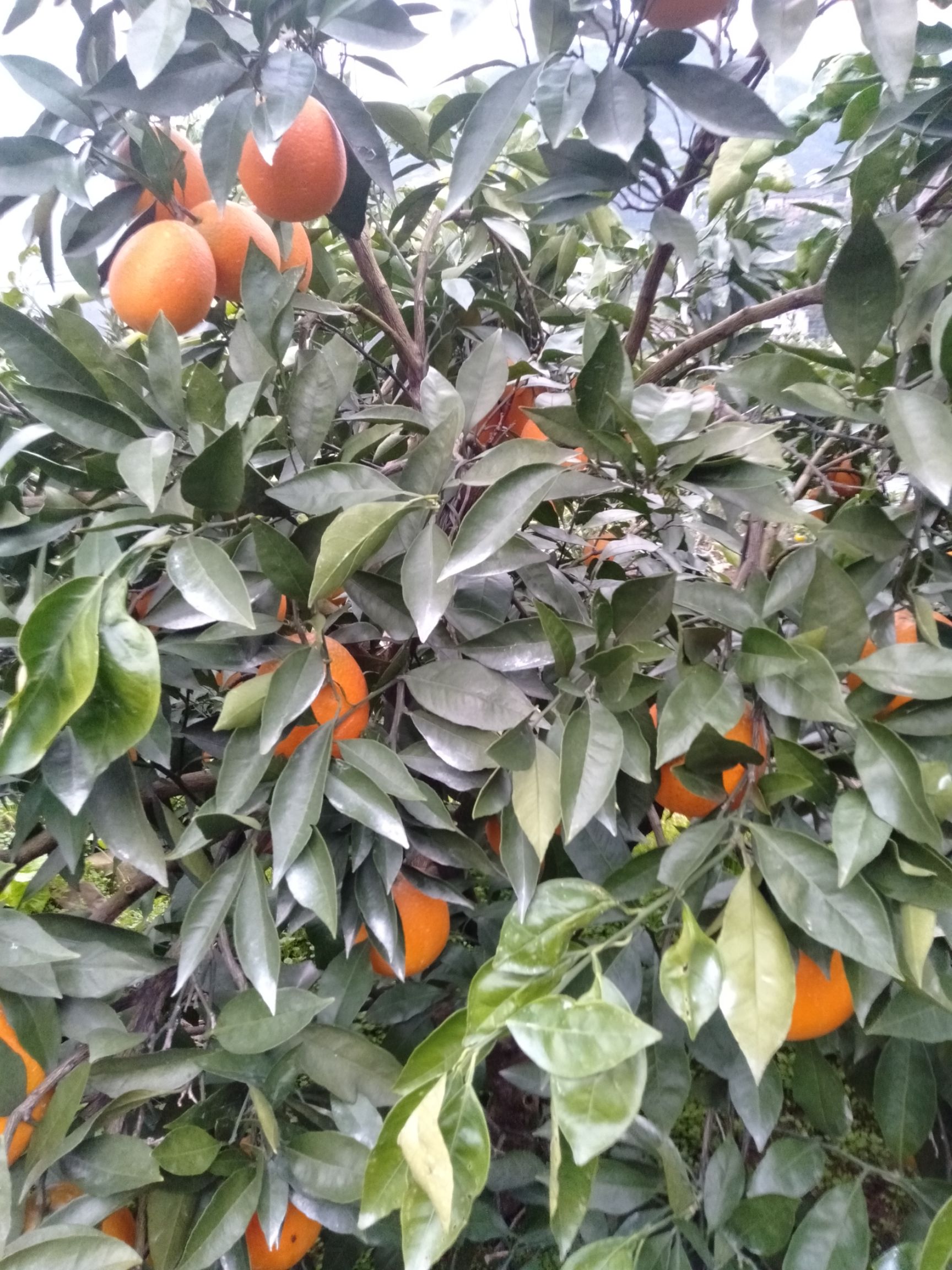 长虹脐橙 一级果