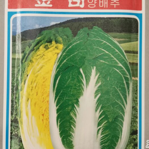 金奇白菜  金奇春秋白菜，浓黄芯，55天，8－10斤，耐抽薹