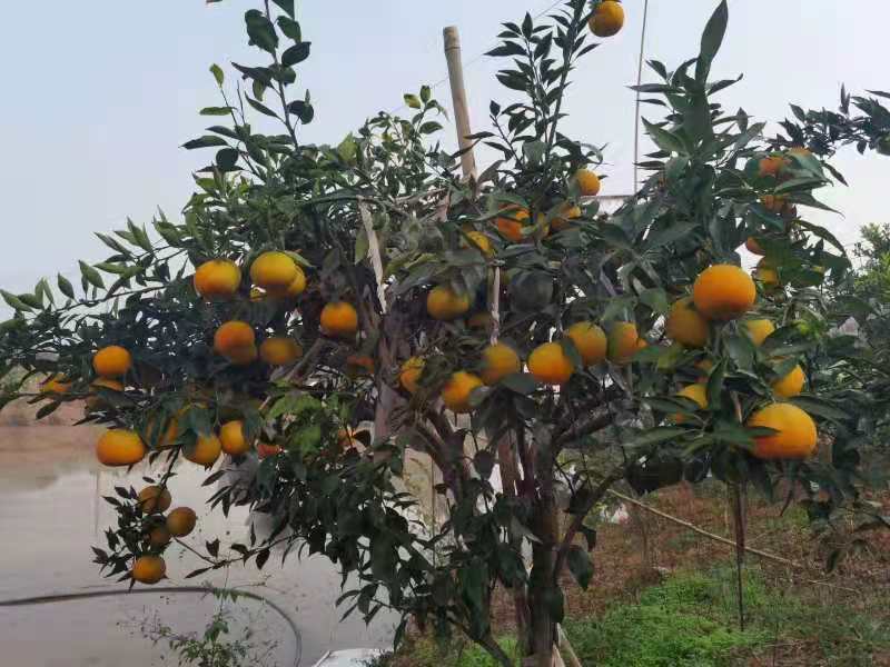 黄美人柑橘枝条  黄美人柑桔，枝条，品种来源于日本爱媛县2021年最火曝的品种