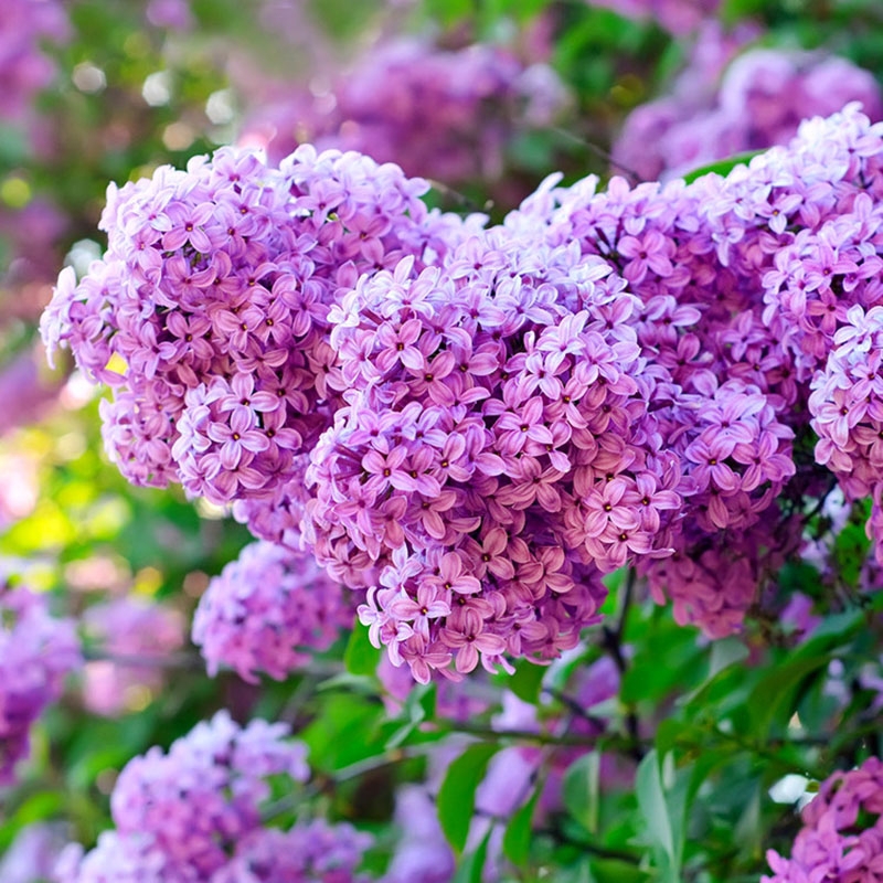 丁香花树苗紫丁香花苗四季盆栽地栽南北方耐寒庭院藤植物阳台种植