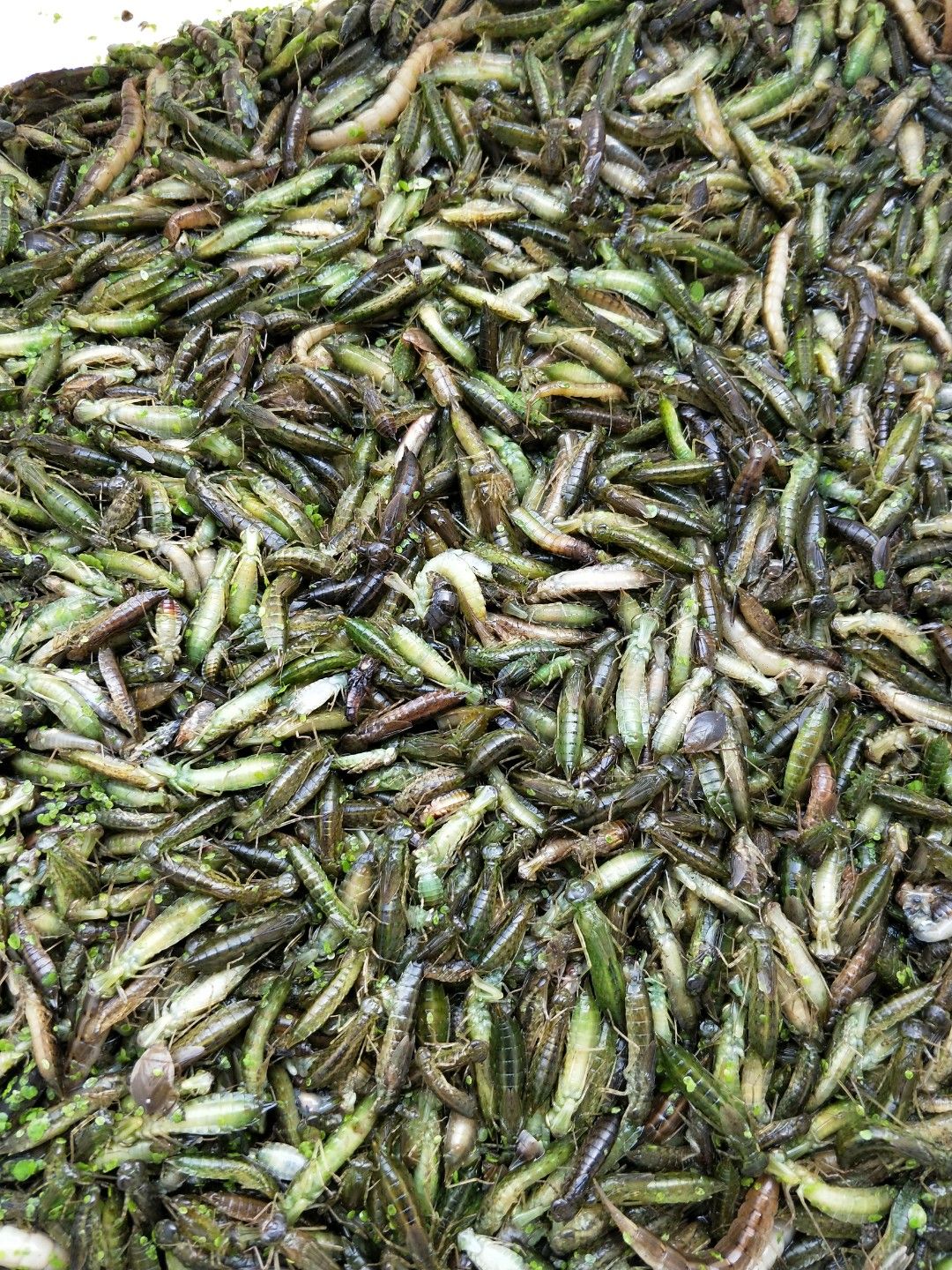水蜻蜓大量批发一手货源