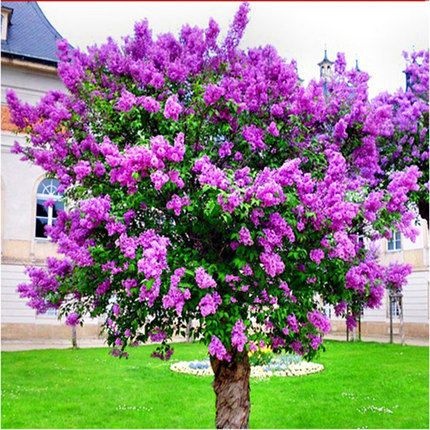 丁香花树苗紫丁香花苗四季盆栽地栽南北方耐寒庭院藤植物阳台种植