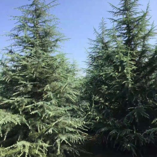周至县陕西雪松5米批发 周至雪松基地3－6米树形优美现货配送