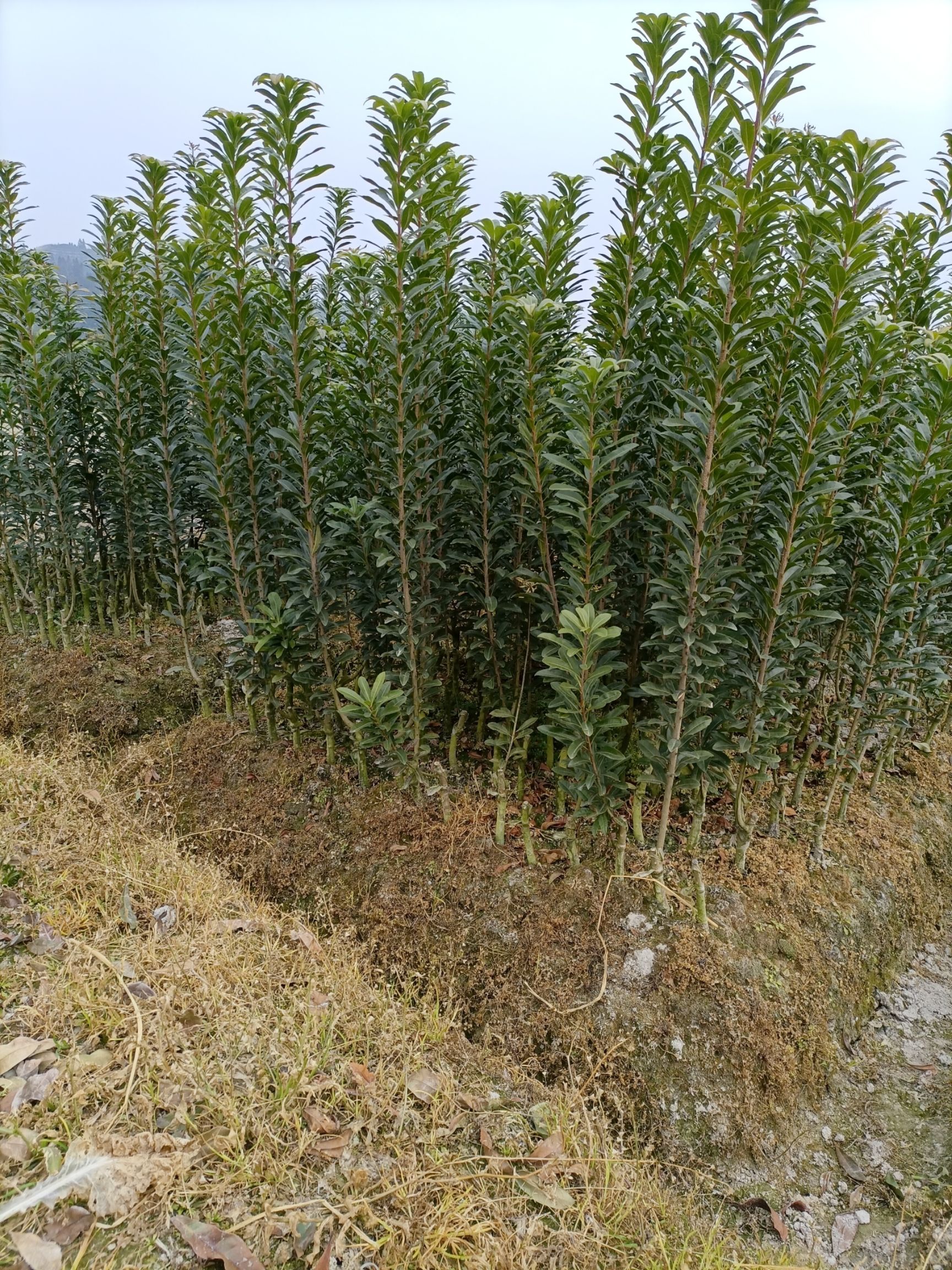 南方杨梅苗 