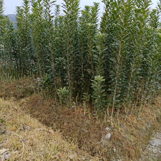靖州县南方杨梅苗 