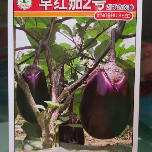 茄子种子  早红茄1号早红茄2号 蔬菜种子早熟紫红色耐寒耐热