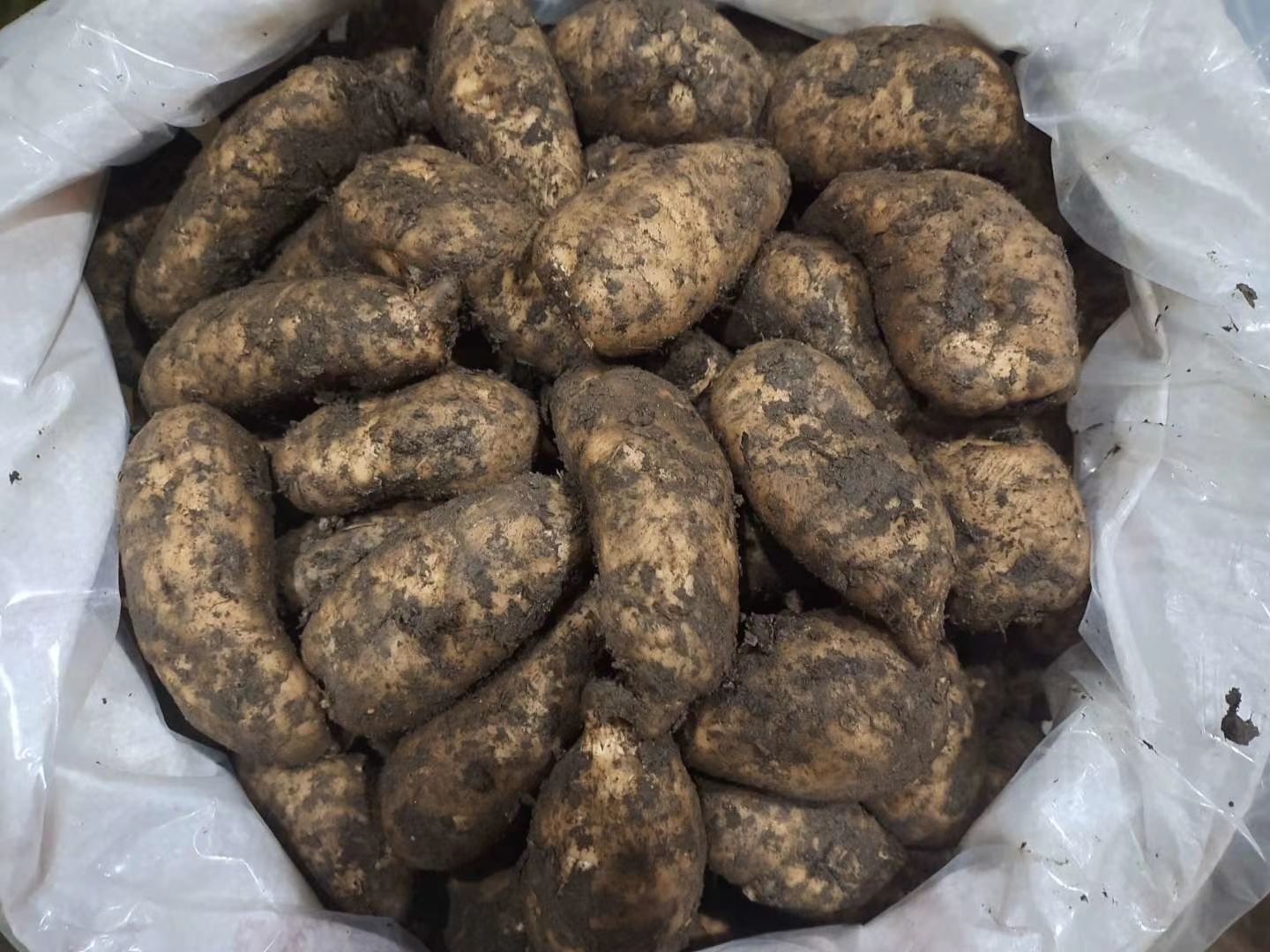 小草坝天麻，四级，6～7个一斤