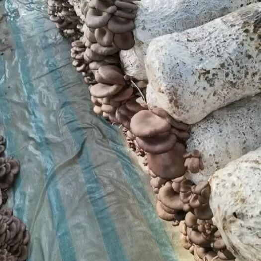 成安县鲜平菇  大量平菇