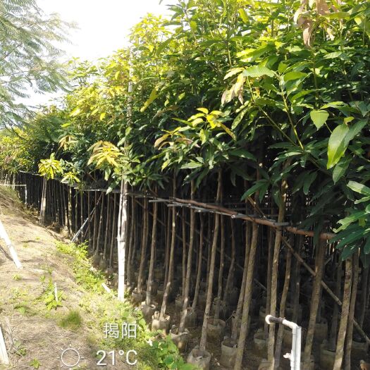 普宁市芒果直生苗（实生苗） 芒果绿化树3-5分