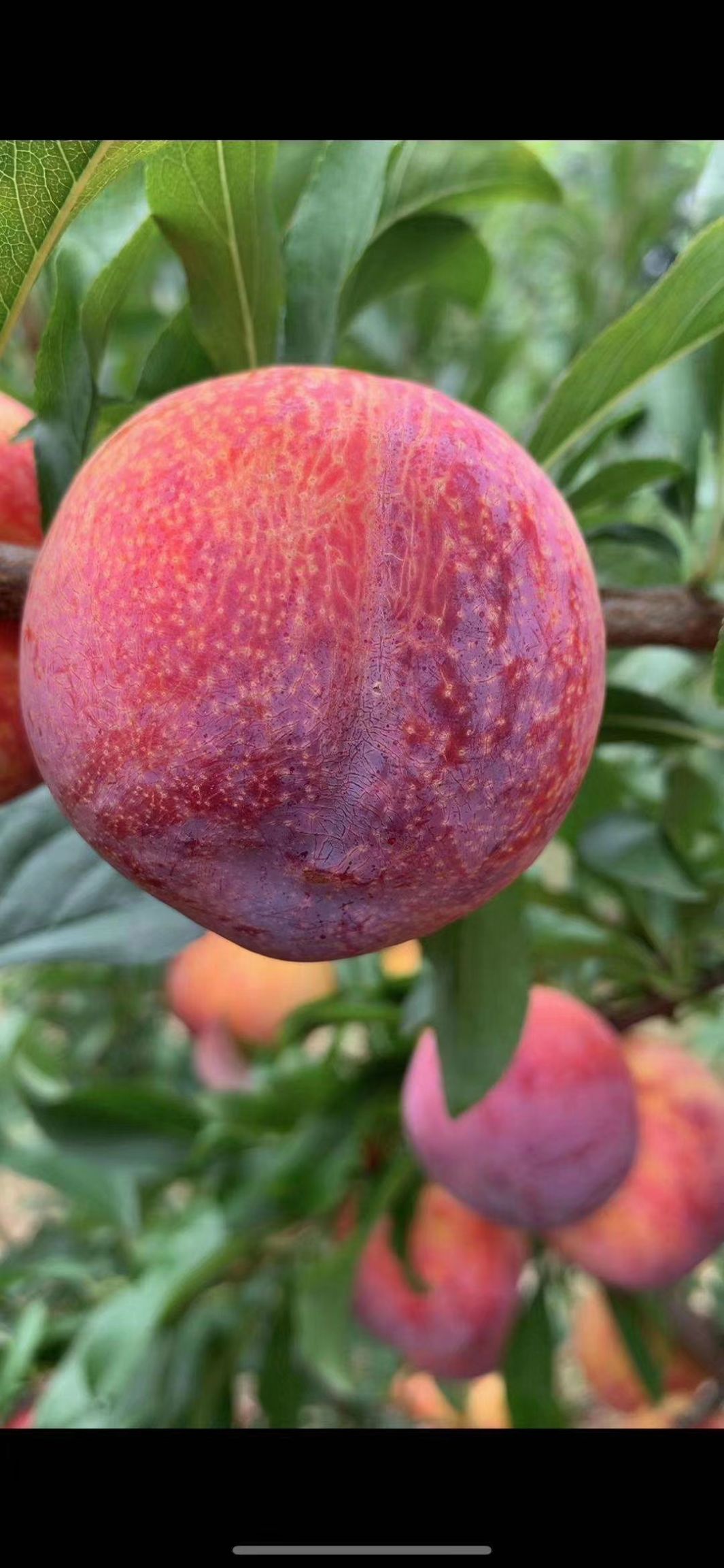 大红袍李子苗，口感脆甜，适应能力强