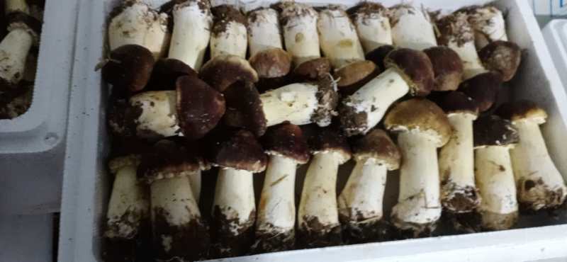 大球盖菇 鲜货 人工种植 未开伞