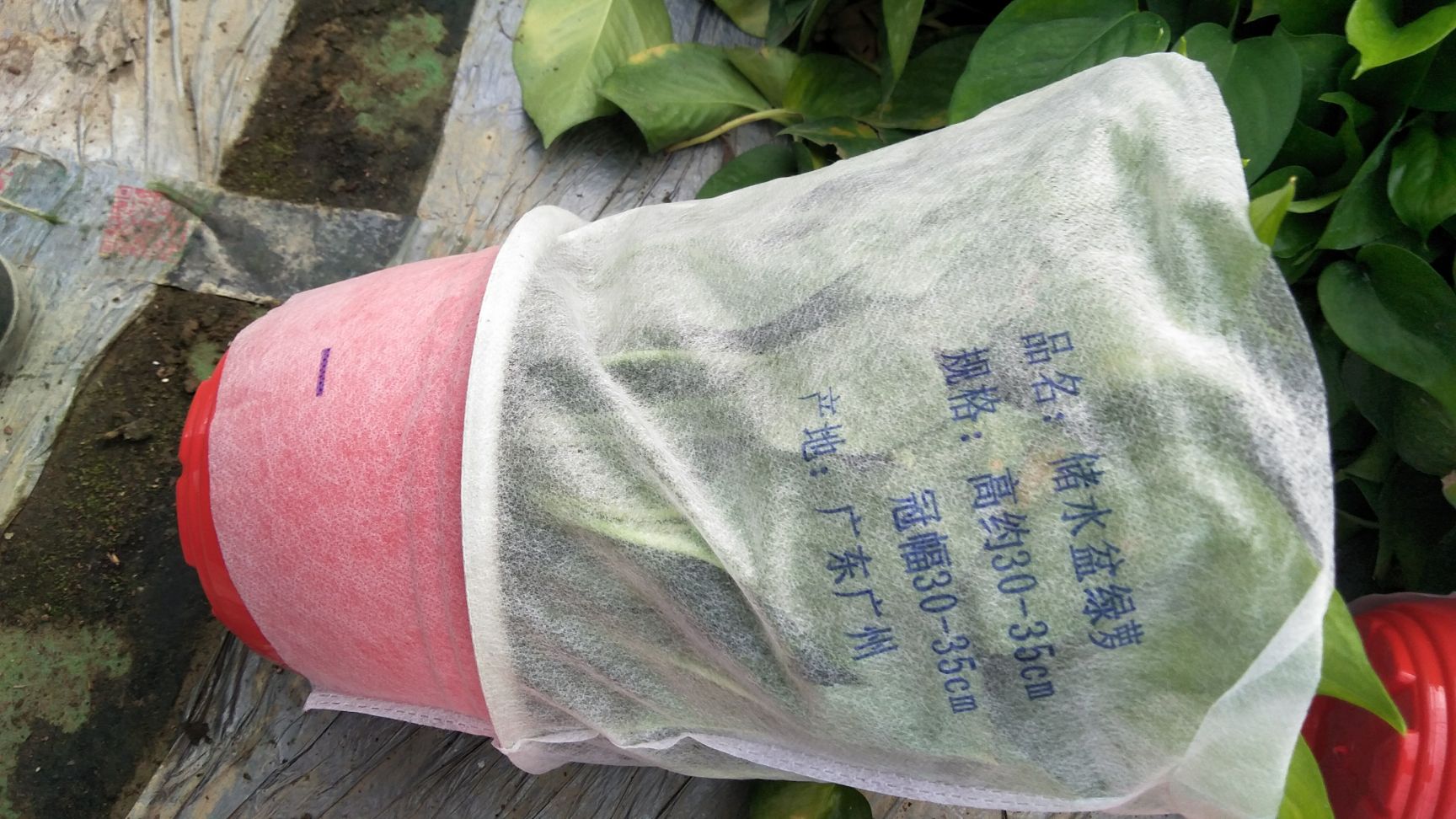  绿萝，净化空气