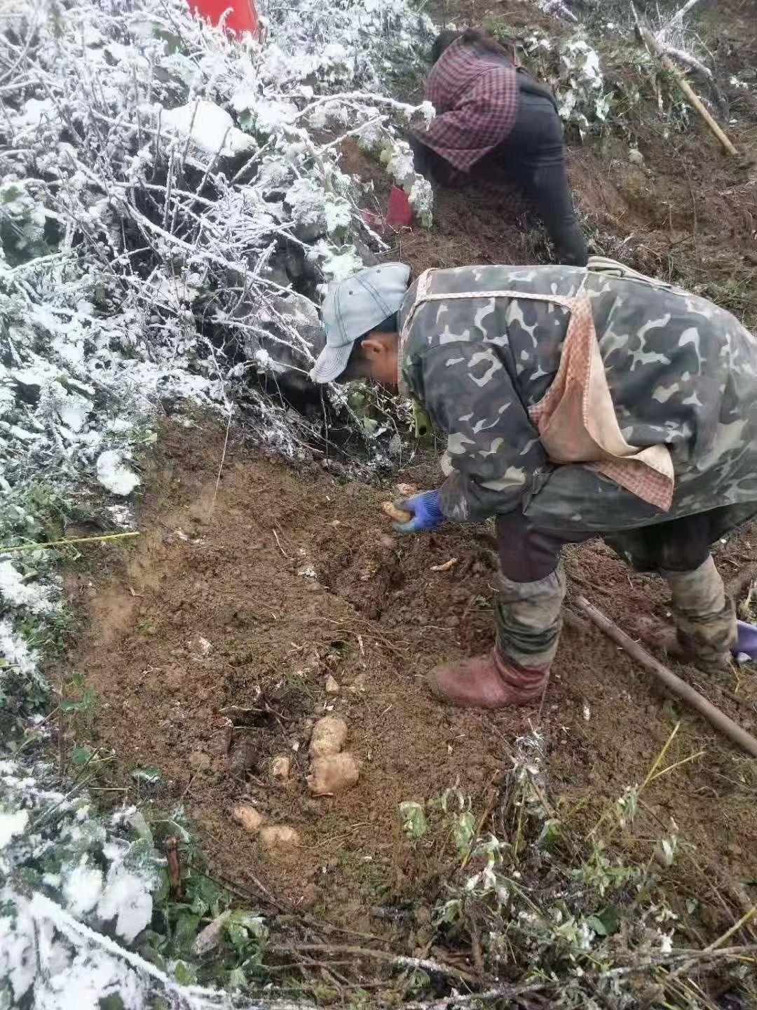 小草坝天麻  天麻之乡小草坝深山老林的天麻