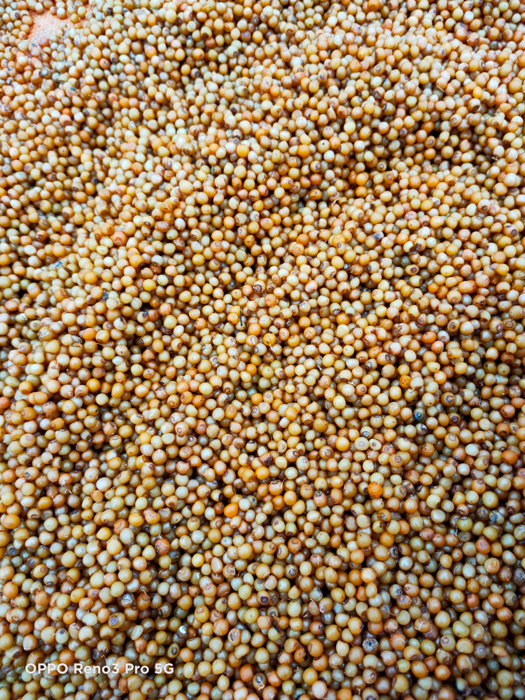 不倒苗黄精种子，全为后期采收。成熟度高，饱满度好。成活率高。