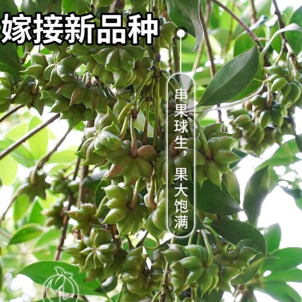 两年苗古龙大红八角树苗嫁接苗高产矮化树苗高产量两年苗