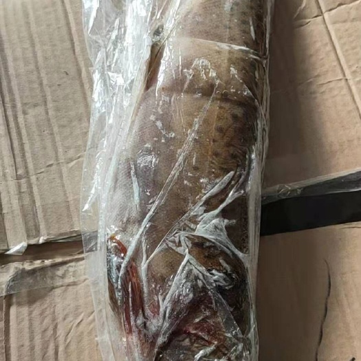 同江市冷水细鳞鱼，每条2斤左右，优等