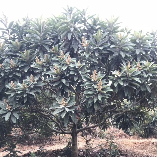 南宁丛生朴树  枇杷柚子嘉宝果朴树丛生丛生香樟地苗假植苗都有