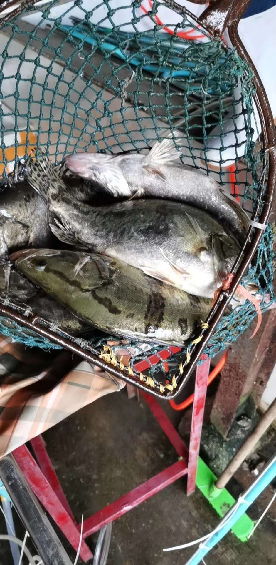 翘嘴鳜  纯江鳌花鱼，三花五罗中三花之首